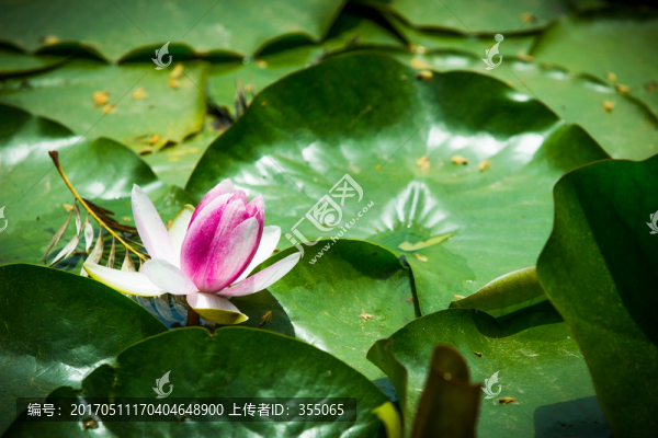 蓮花