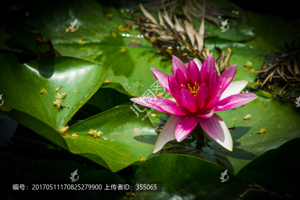 蓮花