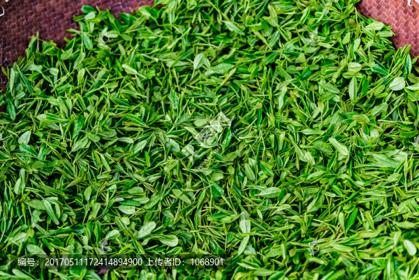 茶葉,明前嫩芽