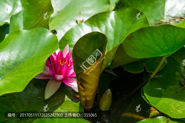 蓮花