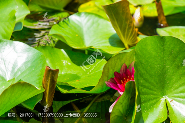 蓮花