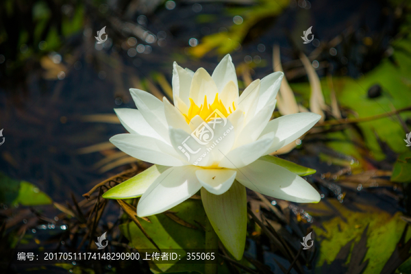 蓮花
