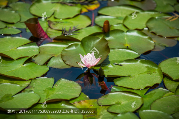 蓮花