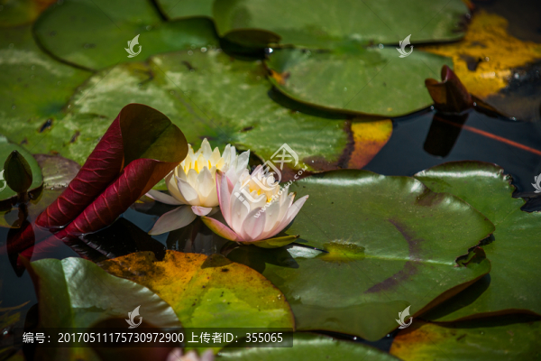 蓮花