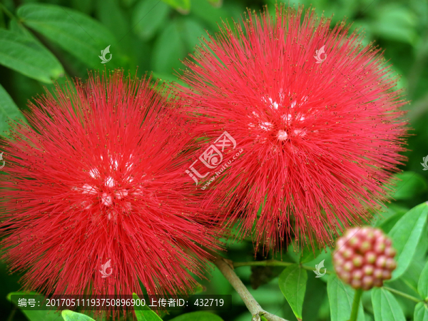 紅合歡美洲合歡紅絨球
