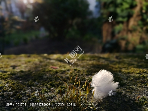 長滿苔蘚的圍墻
