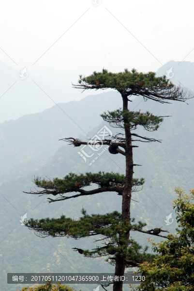 大樹(shù)