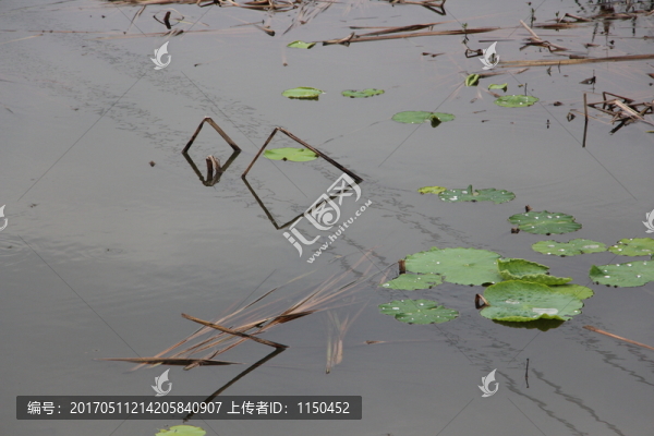 荷圖,（11）