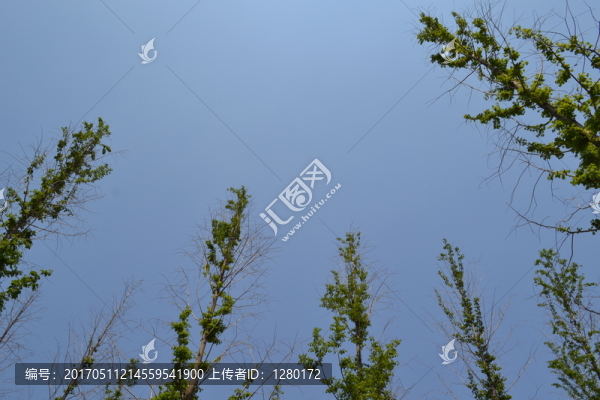 綠葉,枝葉,邊框