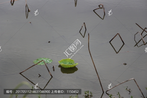 荷圖,（6）