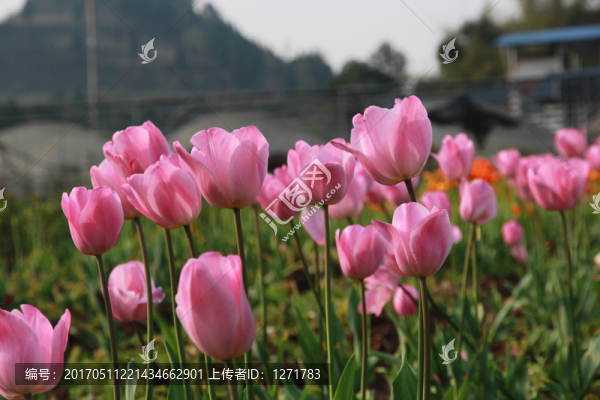 郁金香
