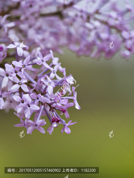 丁香花