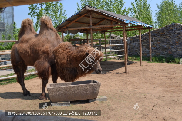 駱駝,,雙峰駱駝