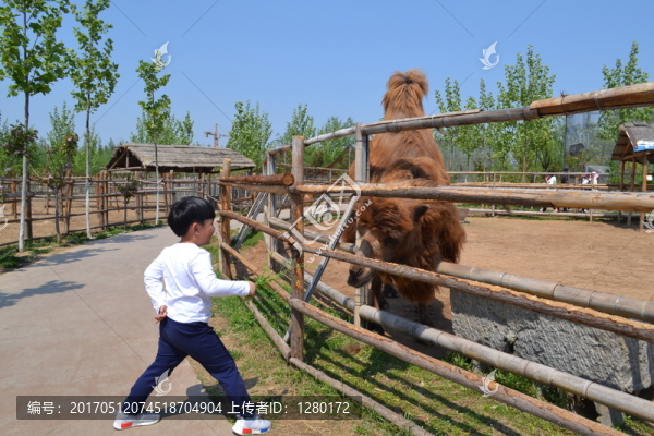 駱駝,動物園駱駝