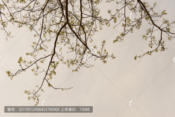 黃灰色調(diào)的枯木逢春洋槐樹枝
