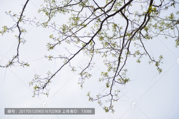 枯枝新綠又一春的洋槐樹(shù)枝