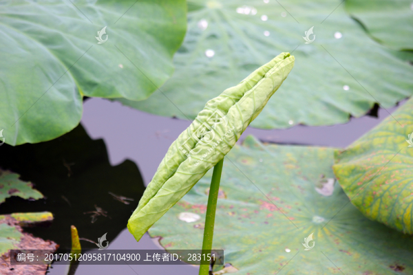 一朵荷葉