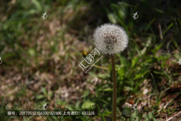 蒲公英