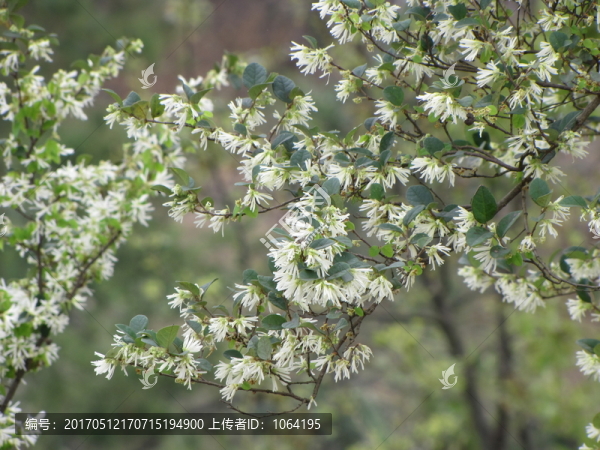 蕉嶺桂園,白花攝影圖片