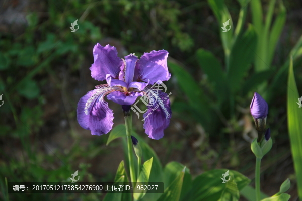蝴蝶蘭