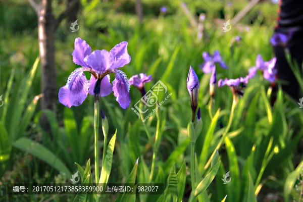 蝴蝶蘭