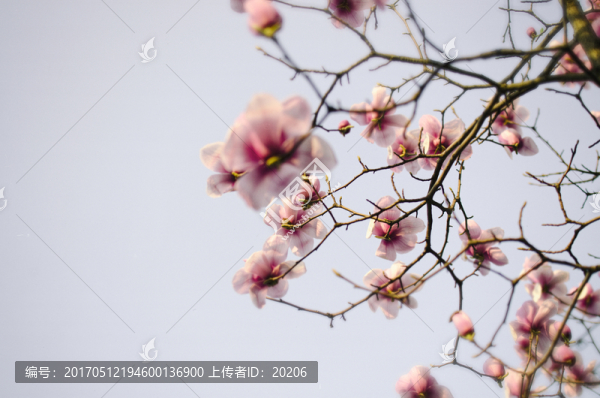 玉蘭花