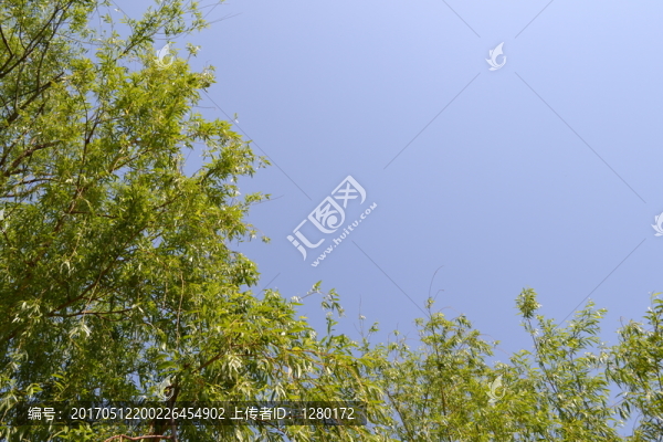 綠葉背景,邊框背景
