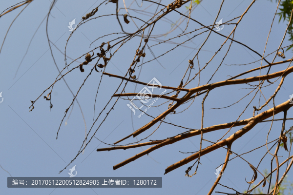 枯枝