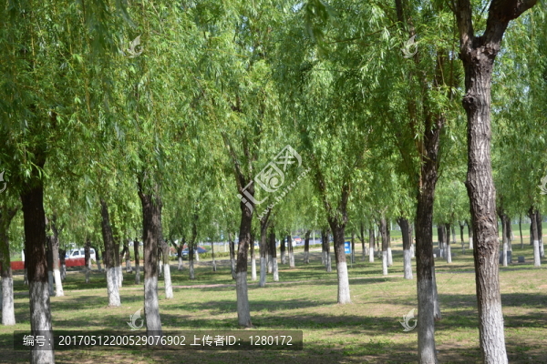 綠樹林