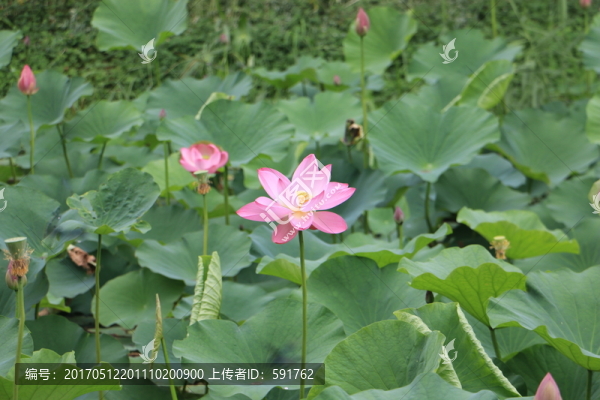 荷花
