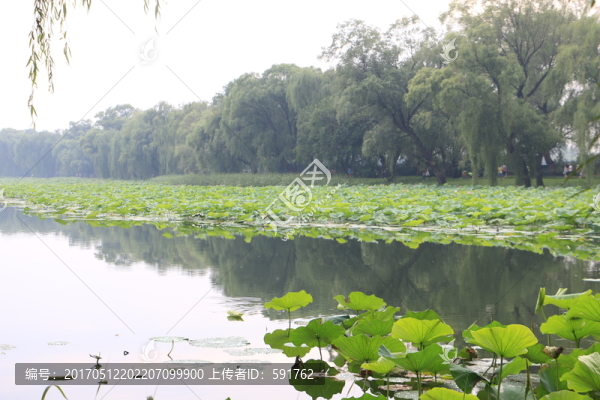 荷花塘頤和園