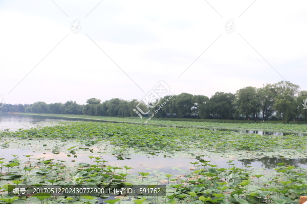 荷花塘頤和園