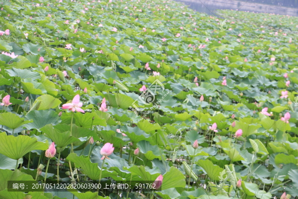 荷花塘