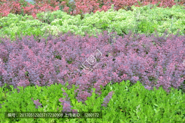 植物墻,背景墻,綠化墻