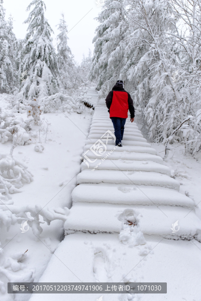 五月雪