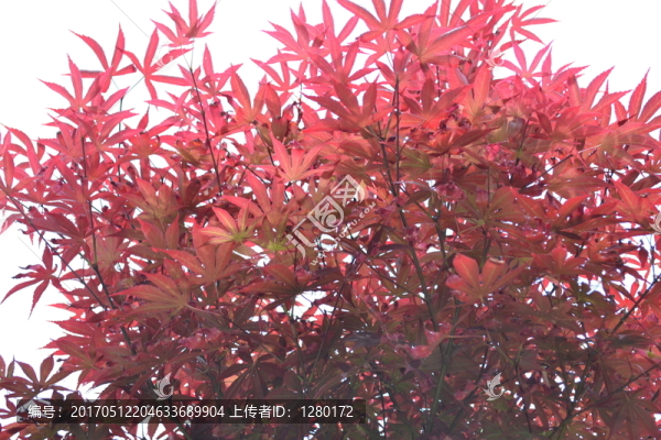 紅葉,紅楓,紅楓葉,紅楓樹