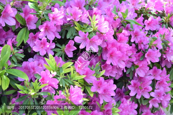 喇叭花,鮮花背景,鮮花墻