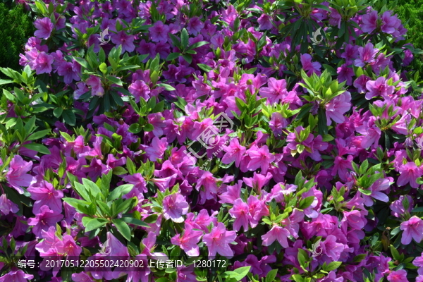 喇叭花,鮮花背景,鮮花墻