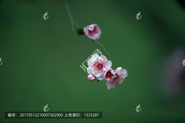 枝頭朵朵紅梅