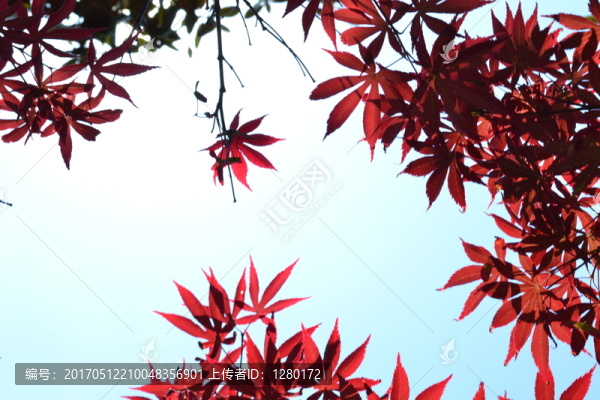 紅葉,紅楓,紅楓葉,紅楓樹