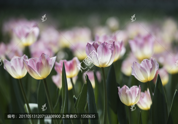 郁金香