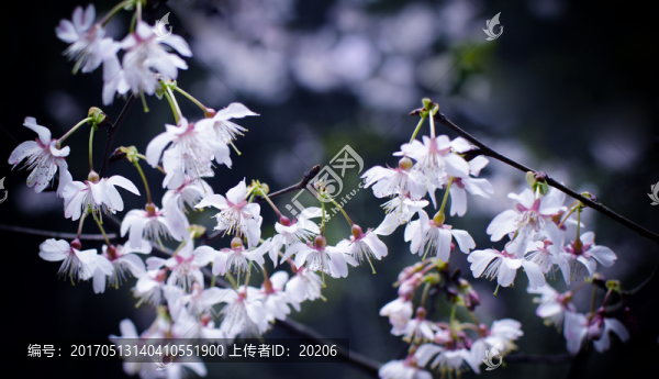 櫻花