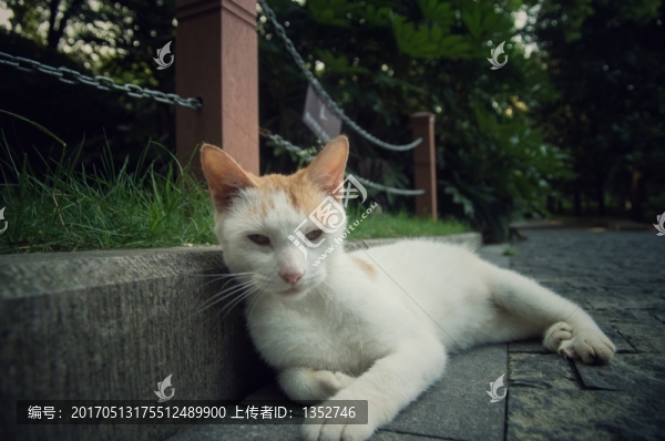 貓咪
