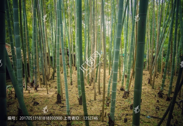竹林