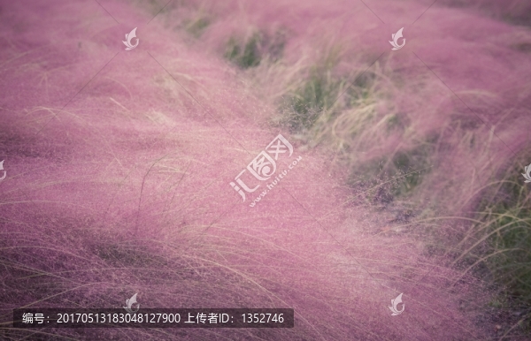 粉黛亂子草