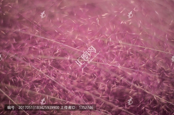 粉黛亂子草