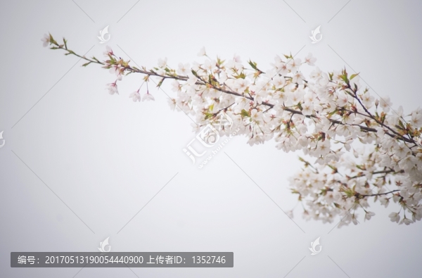 櫻花