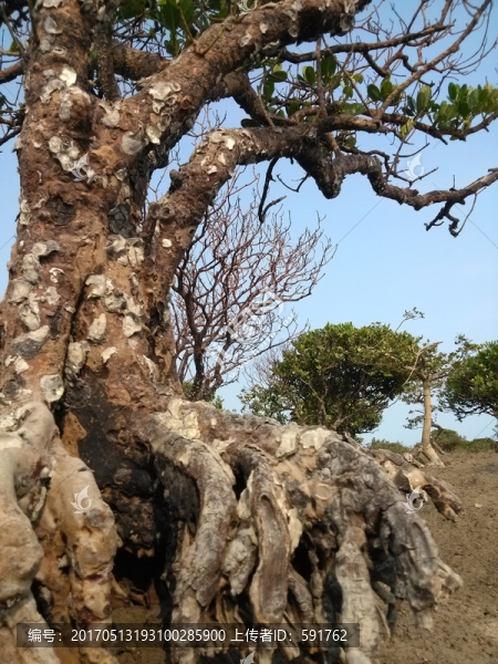 北海紅樹林