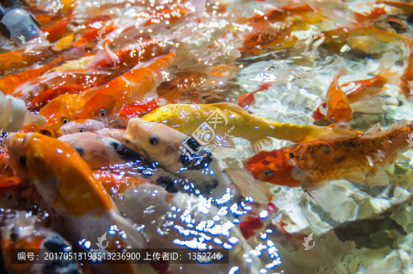 金魚