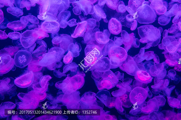 水母